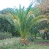 Phoenix canariensis